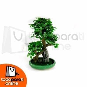 Bonsai Sintético Moyogi M4