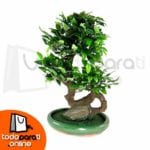 Bonsai Sintético Moyogi M1