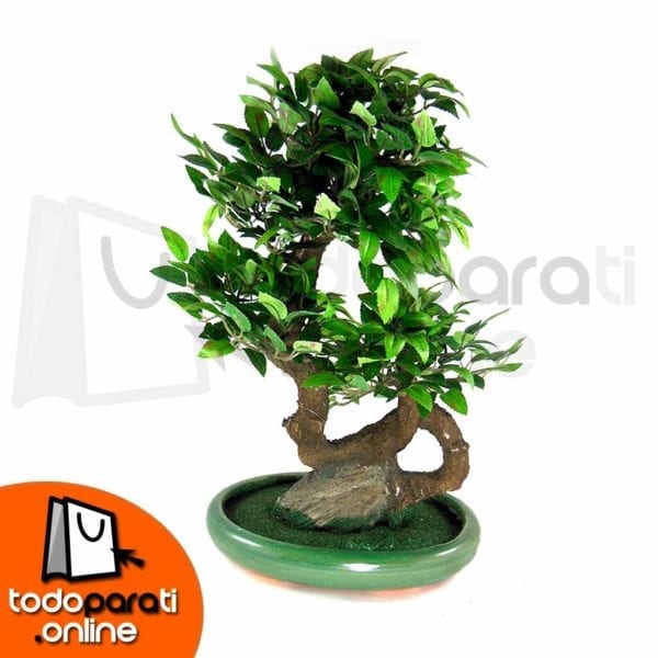 Bonsai Sintético Moyogi M1